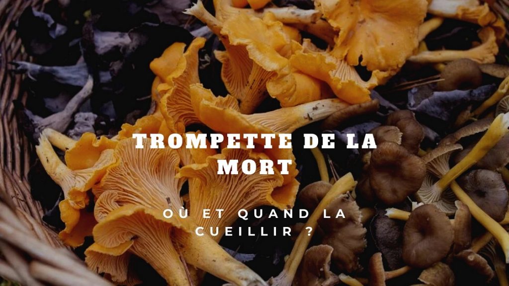 Trompette de la mort