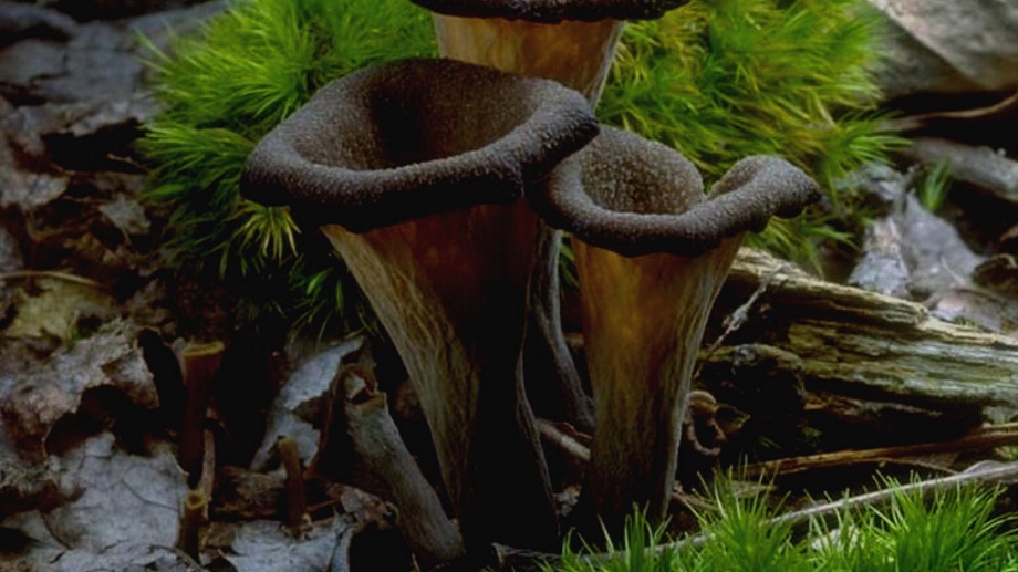 Trompette de la mort haut savoie