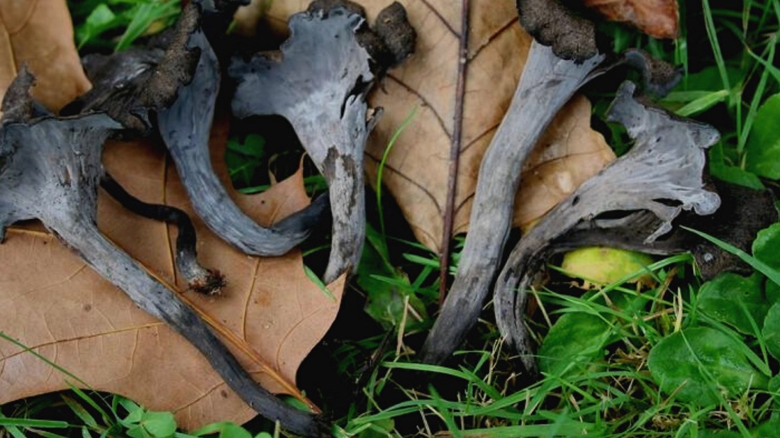 champignon Trompette de la mort