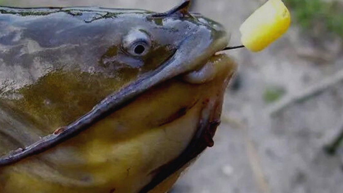 pêche poisson chat