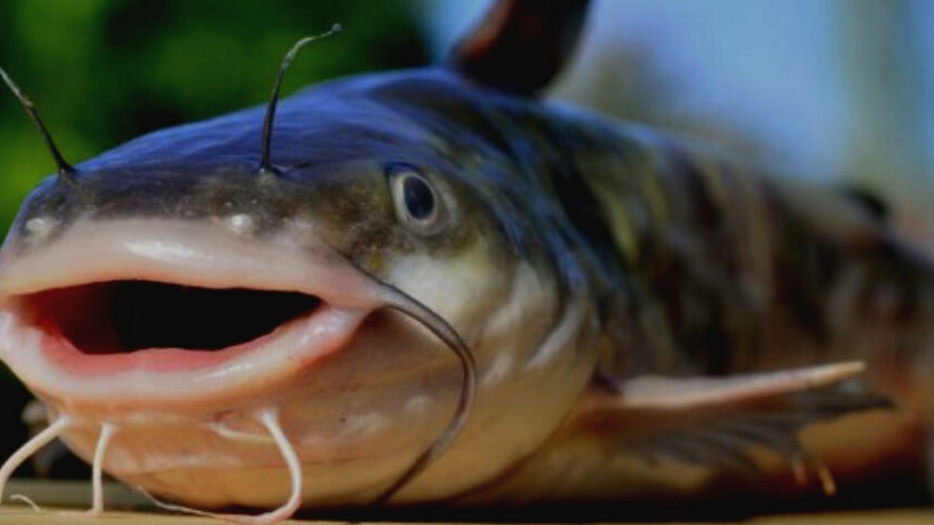 poisson chat vivant