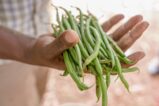 Haricots_verts_au_beurre_balsamique