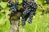 vins biodynamiques